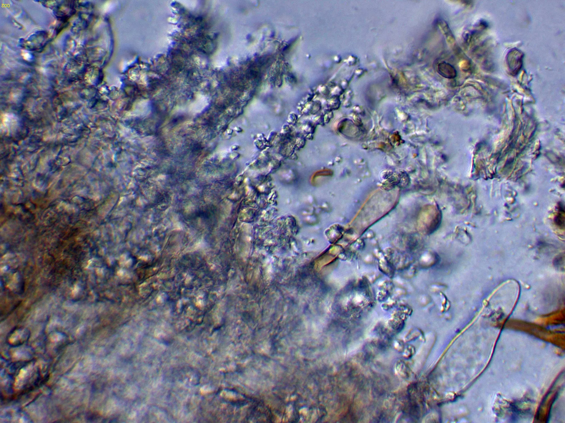 Microscopía de Phaeosolenia densa - 10 - Himenio agua-002